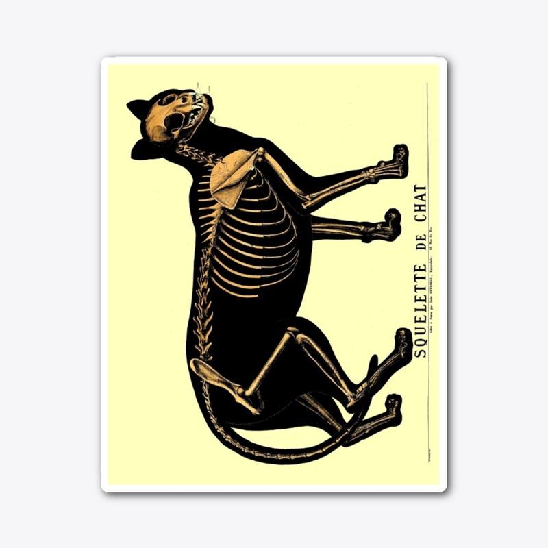 Skeleton of Cat